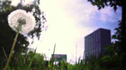 Dandelion in the city Stock Footage 23393394