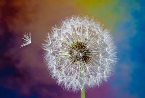 Dandelion clock against a multicolored background Stock Photos