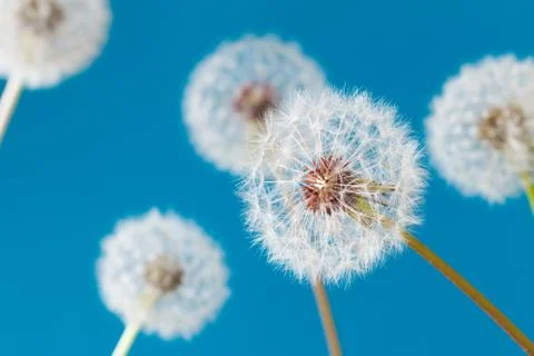 Dandelion clock, close-up, macro - Image Foto stock