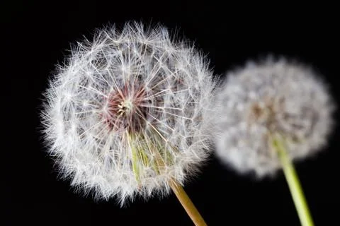 Dandelion clock, close-up, macro - Image Stock Photos