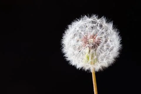 Dandelion clock, close-up, macro - Image Stock Photos