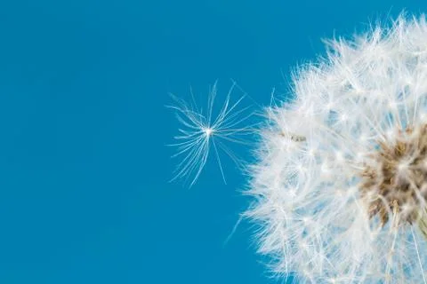 Dandelion clock, close-up, macro - Image Stock Photos