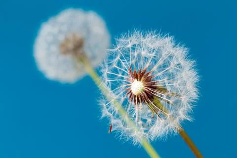 Dandelion clock, close-up, macro - Image Stock Photos