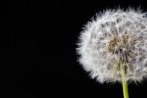 Dandelion clock, close-up, macro - Image Stock Photos