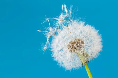 Dandelion clock, close-up, macro - Image Stock Photos