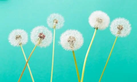 Dandelion clock, close-up, macro - Image Stock Photos