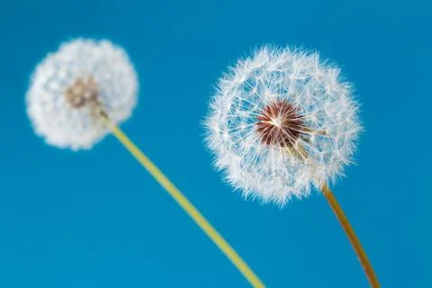 Dandelion clock, close-up, macro - Image Stock Photos