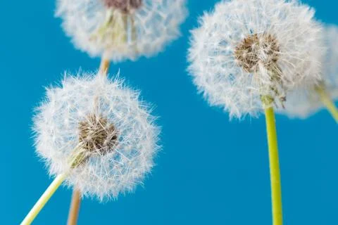Dandelion clock, close-up, macro - Image Stock Photos