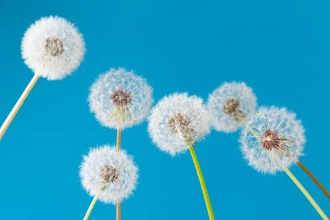 Dandelion clock, close-up, macro - Image Stock Photos