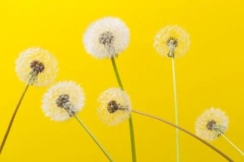Dandelion clock, close-up, macro - Image Stock Photos
