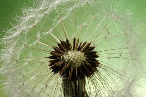 A Dandelion clock in close-up Stock Photos