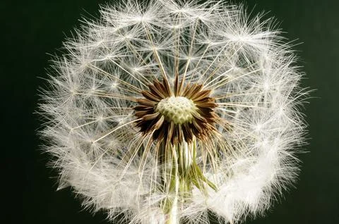 A Dandelion clock in close-up Stock Photos