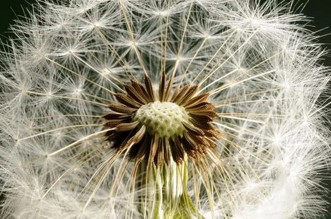 A Dandelion clock in close-up Stock Photos