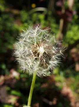  dandelion clock in close up with seeds separating from the flower against... Stock Photos