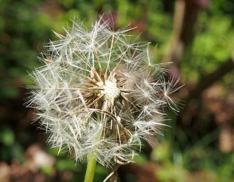  dandelion clock in close up with seeds separating from the flower against... Foto stock