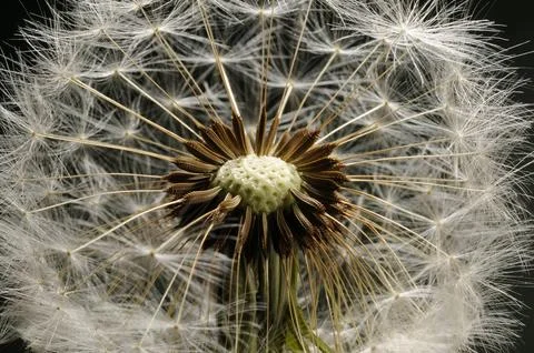 A Dandelion clock in close-updand2 Stock Photos