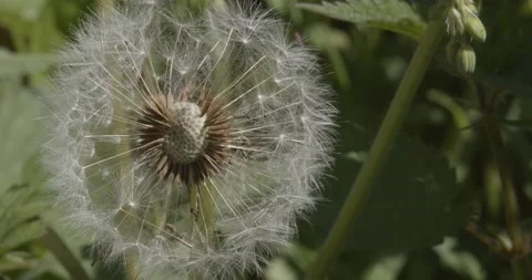 Dandelion clock in the garden closeup Stock Footage 155568037