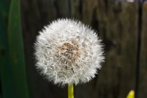 Dandelion clock in a garden Stock Photos