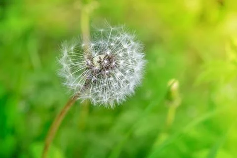 Dandelion clock in grass Stock Photos