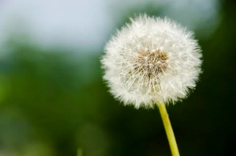 Dandelion clock Stock Photos