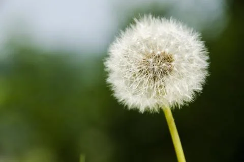 Dandelion clock Stock Photos