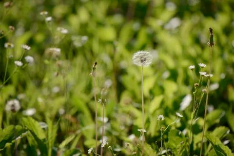 Dandelion clock Stock Photos