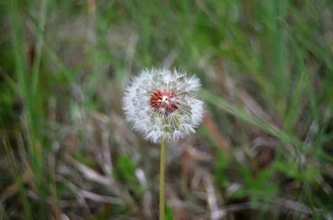 Dandelion Clock Stock-Fotos