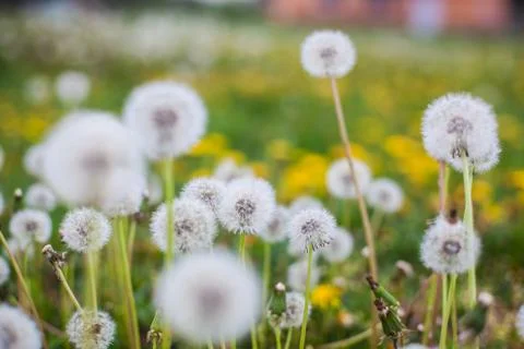 Dandelion clock Stock Photos