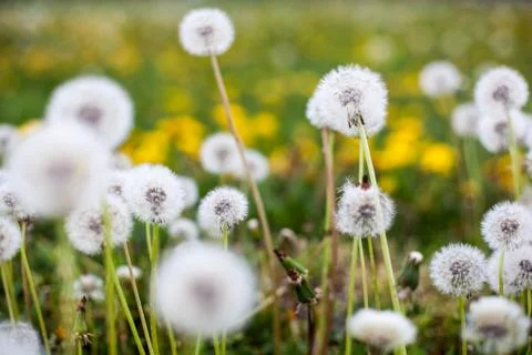 Dandelion clock Foto stock