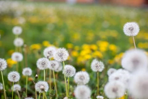 Dandelion clock Stock Photos