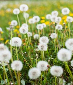 Dandelion clock Stock Photos