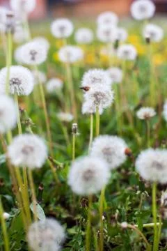 Dandelion clock Foto stock