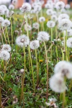 Dandelion clock Foto stock