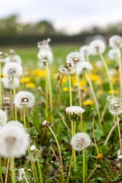 Dandelion clock Stock Photos