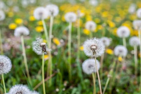 Dandelion clock Stock Photos