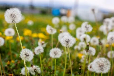 Dandelion clock Stock Photos