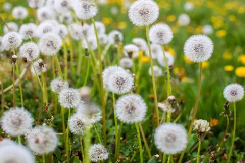 Dandelion clock Stock Photos
