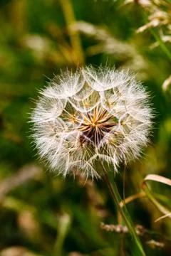 Dandelion clock Stock Photos