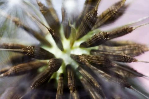 Dandelion Clock Stock Photos