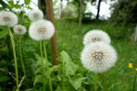 Dandelion Clock. Stock Photos