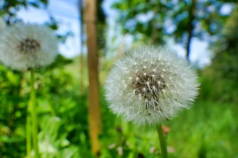Dandelion Clock. Stock Photos
