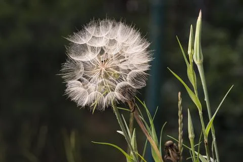 Dandelion clock Stock Photos