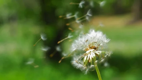 Dandelion Clock Puff-Ball Seeds Flying on the Wind Reverse Slow Motion Stock Footage 111056710