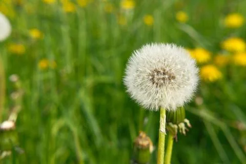 Dandelion clock, seed head of a dandelion plant on green blurry background Stock Photos