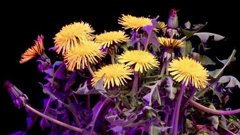 Dandelion Clock Time Lapse Stock Footage 186454579