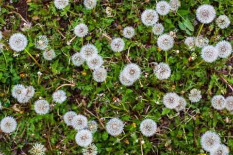 Dandelion clocks Stock Photos
