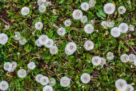 Dandelion clocks Stock Photos