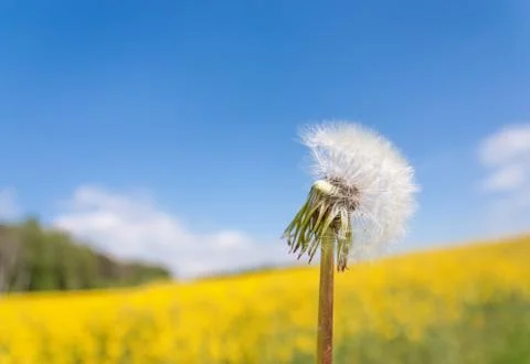 Dandelion close up against the blue sky Stock Photos