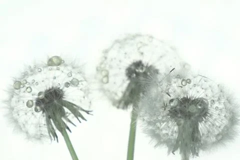 Dandelion close-up in artistic processing, background image Stock Photos