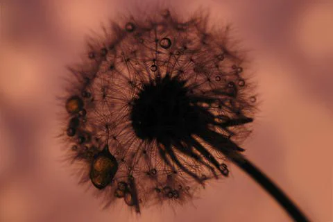 Dandelion close-up in artistic processing, background image Stock Photos